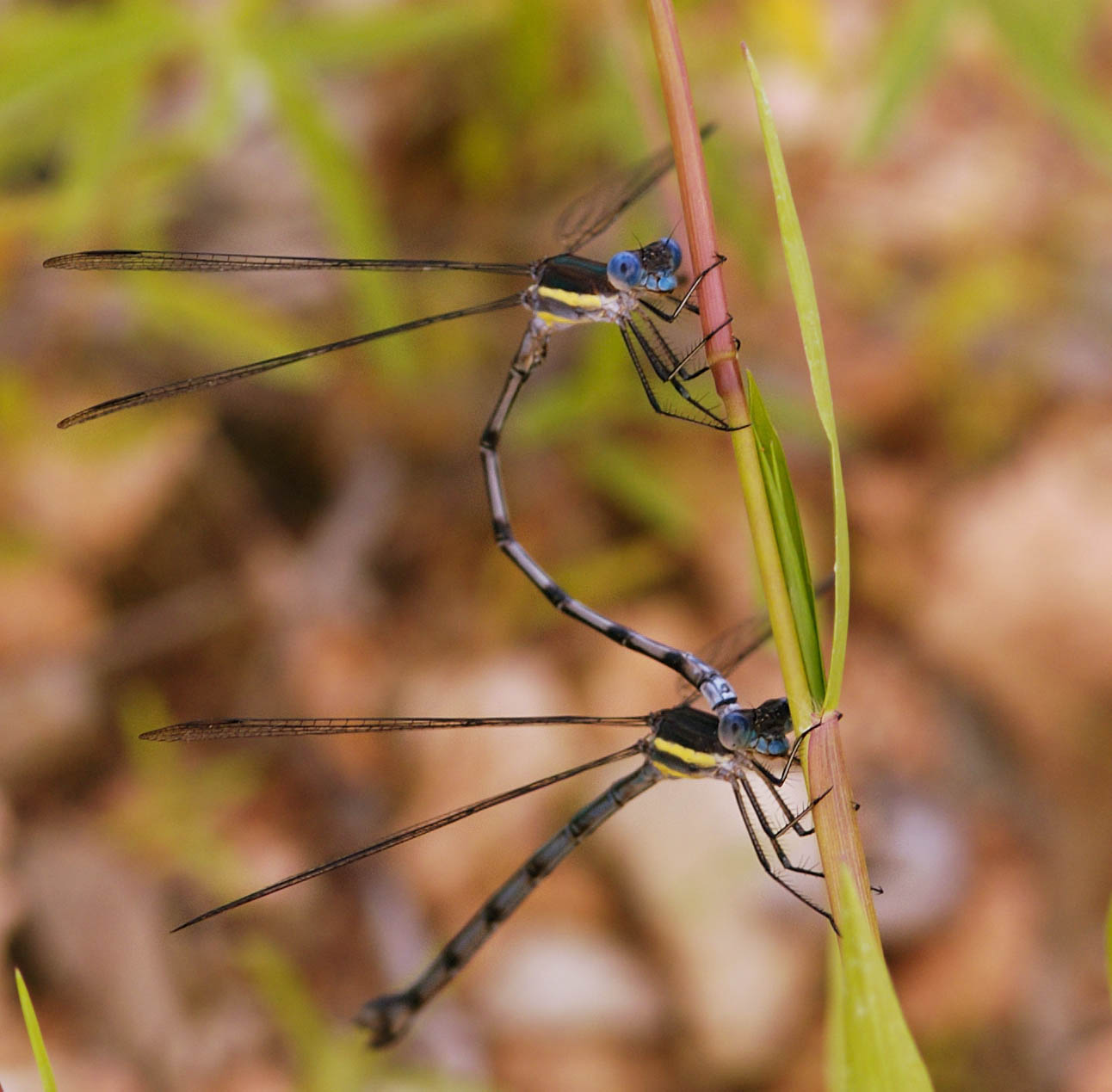 Dragonflies+mating+habits