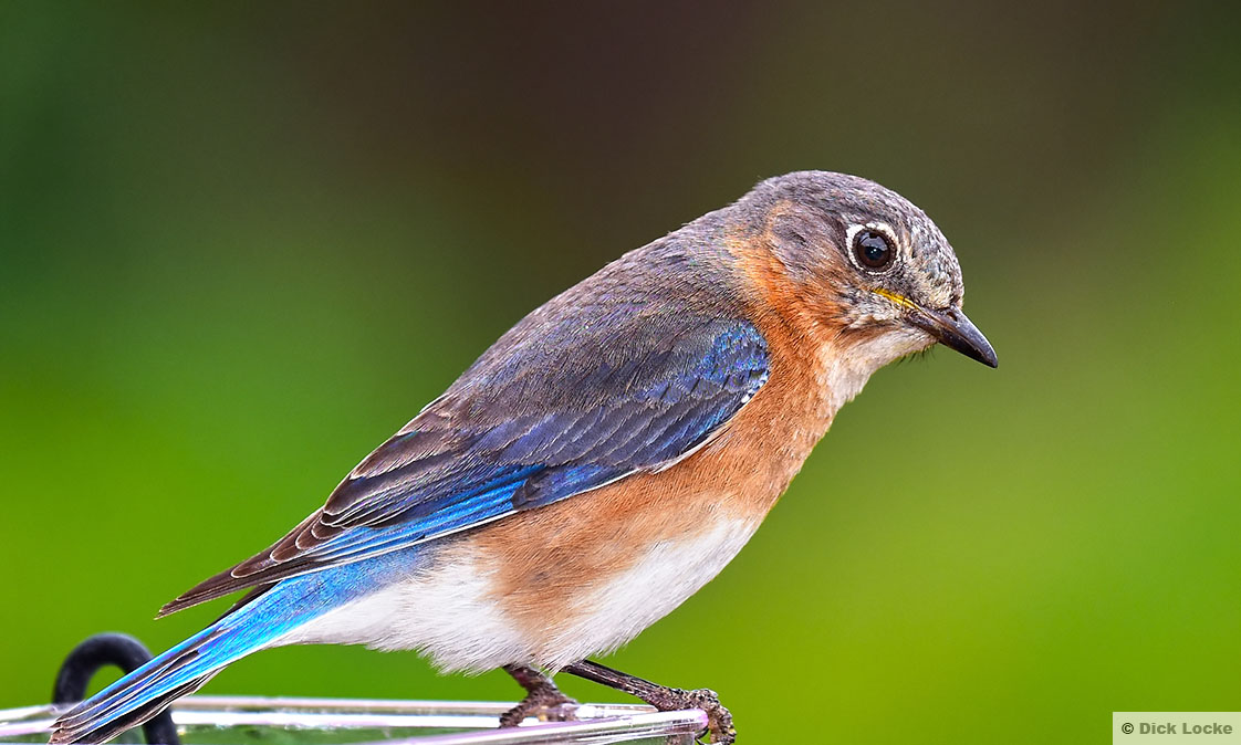 Female Eastern Bluebird.