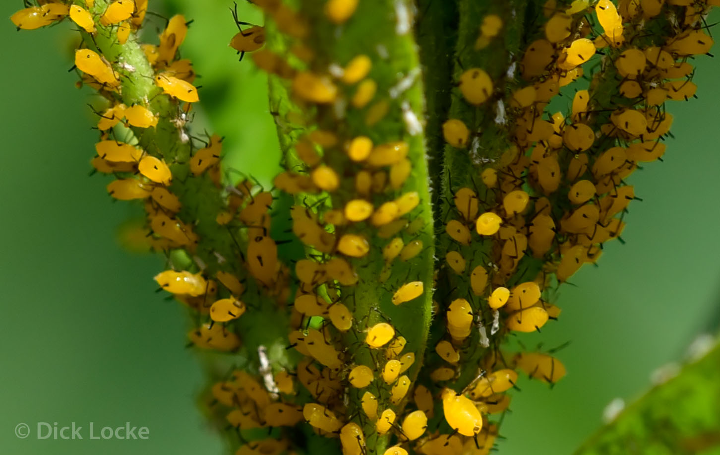 Aphids & Flowers