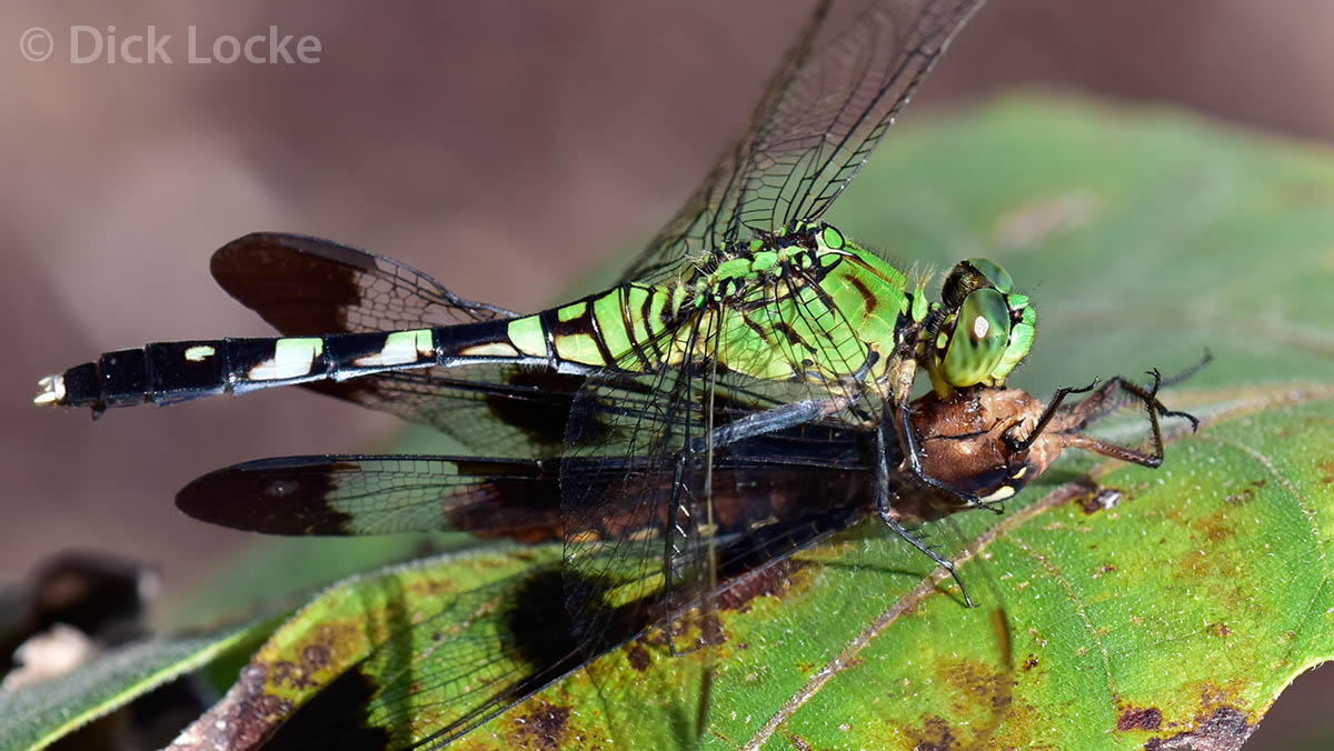 Diet of a dragonfly